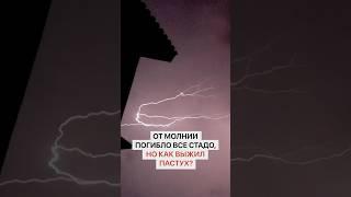 От молнии погибло все стадо, но как выжил пастух?