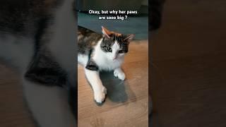 This was Elie before she discovered the hallway and the boys ️ #catsofyoutube #shortsfeed