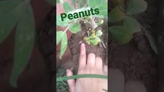 My kitchen Garden.... peanuts#go_green