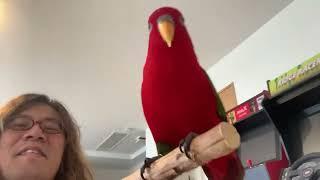 Lucky Birbs Livestreaming 