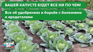 УХОД ЗА КАПУСТОЙ В ОТКРЫТОМ ГРУНТЕ. Секреты подкормки капусты и борьбы с болезнями и вредителями!