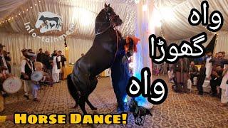 Amazing Horse Dance with Dhool in Pakistan || Mehndi Function in Islamabad