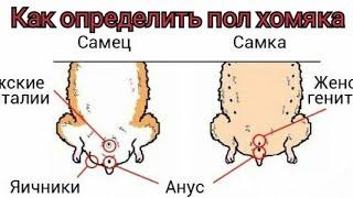 Как отличить хомяка мальчика от девочки/ Как узнать пол хомячка/ Хомячки/ Джунгарики