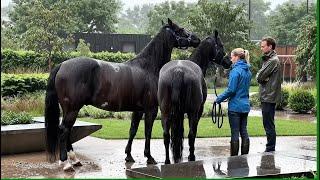 City Horses Make Everyone Stop and Stare!