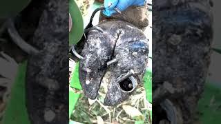 EXTREME Hoof Transformation!  Deep Clean & Repair of Severely Damaged Cow Hoof|Satisfying Recovery