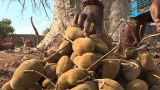 Afrique du Sud: le fruit du baobab, au bonheur des dames