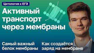 2.30. Активный транспорт через мембраны | Цитология к ЕГЭ | Георгий Мишуровский