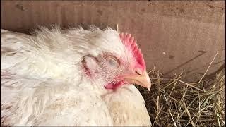 Chicken Chubchick falls asleep