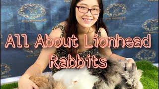 All About Lionhead Rabbits