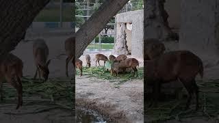 Asian Deer | Stunning view| Ghoom With Mohsin Jee