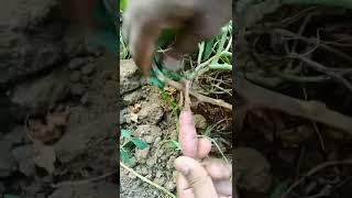 sweet potato in my garden #shorts