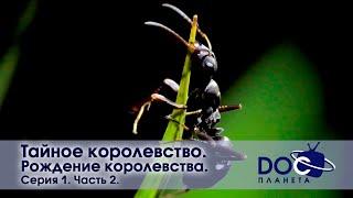 Тайное королевство - Серия 1. Рождение королевства. Часть 2 -  Документальный фильм