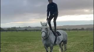 DRUMMER 17.2hh, 11yo GELDING