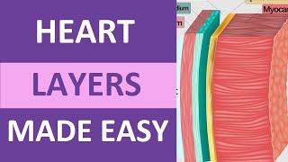 Heart Layers Anatomy Nursing: Pericardium, Epicardiium, Endocardium