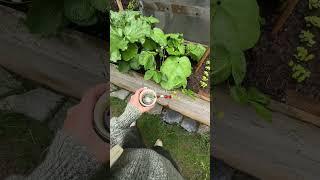 Greenhouse moments. ️ #vlog #garden #gardening #greenhouse #greenhouses #vlogger #rainyday #dil