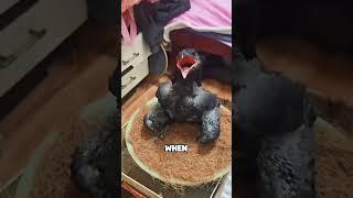A raven that acts like a puppy#animals #funny #ravens