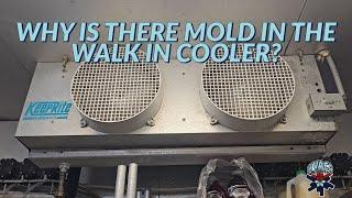 WHY IS THERE MOLD IN THE WALK IN COOLER?