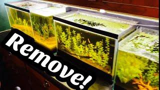 Remove Yellow Tannin Water from Aquarium