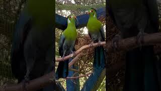 Turaco Bird