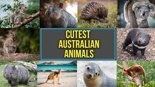 Cutest Australian Animals