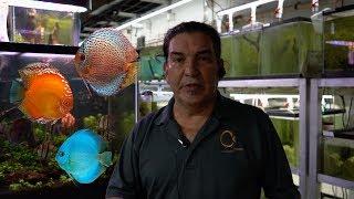 Dealing with discus aggression