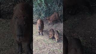 Saunter Of The Capybara