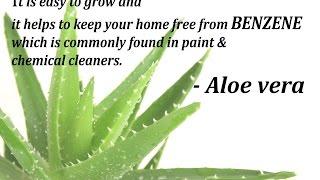 AIR Purifying Plants