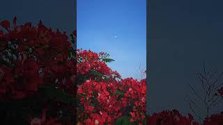 Wherever I look, it’s just nature’s magic #sky #clouds #nature #naturelovers #birds #flowers