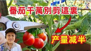 How to Prune Tomatoes 如何修剪番茄/西红柿