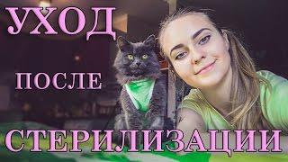 СТЕРИЛИЗАЦИЯ КОШКИ. СОВЕТЫ ПО УХОДУ.