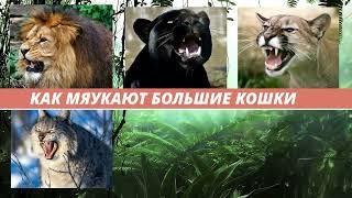 Как мяукают большие кошки