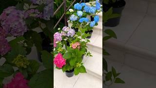 #hydrangea#macrophylla#hortensia#гортензия#garden#гортензія #shorts#アジサイ #flowers#jardin#ไฮเดรนเยีย