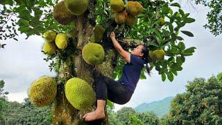 Harvest Jack Fruit Garden goes to the market sell - Build life farm - Lý Thị Ca