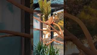 Aviary | Bird Aviary | Aviary Birds | Outdoor Aviary | Finch Aviary | Canary Aviary | #aviary #birds