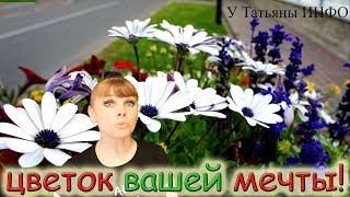 АРКТОТИС Цветок НЕОБЫЧАЙНОЙ красоты растет у тебя ПАЛИСАДНИКЕ!!!