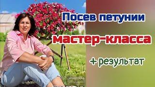 Посев петунии. Мастер-класс.  Показываю результат.