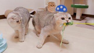 The kitten is startled when his older brother growls and bites him!