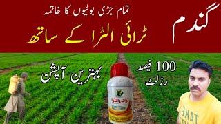 Best weedicide option for weeds control in wheat field | Tri ultra herbicide | Abid Ali Agrarian