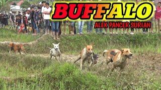 BUFFALO TEAM‼️ BURU ALEK PANTAI CERMIN SURIAN