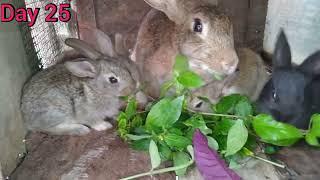 Rabbit growth Day by Day..... # big D family