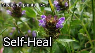 Self Heal (Prunella vulgaris) Medicinal wild plants