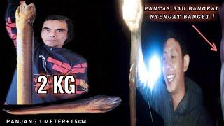 BELUT MONSTER & PENAMPAKAN SAAT MANCING MALAM