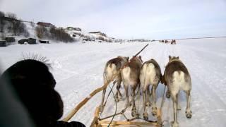 День оленевода. Катание на оленях.