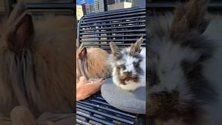 Bunny Diary: A Date w Cosmo #bunnies #rabbit #centralpark
