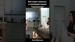 КотоПульта