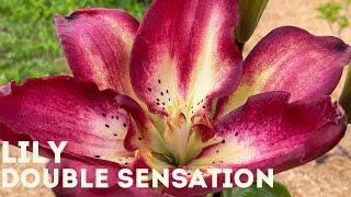 Lily - Double Sensation 4K