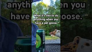 They're so interested and then they drop you like a bad habit. #geese