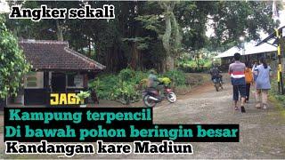 Kampung Terpencil Di bawah pohon beringin raksasa kandangan kare Madiun suasana......