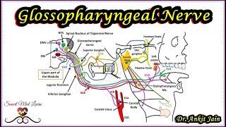 Glossopharyngeal Nerve / Anatomy / Cranial Nerve IX / XI Cranial nerve / Functional components