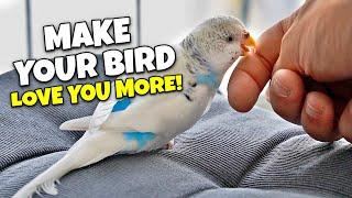 10 Must-Haves to Make Your Bird Love you MORE!